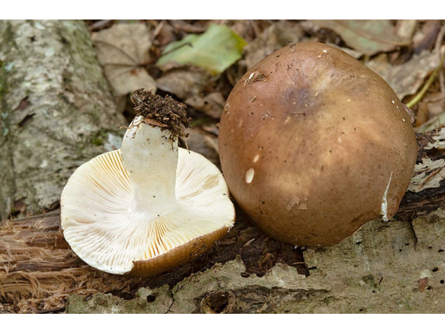 Мицелий Сыроежки цельной / Сыроежка замечательная (Russula integra)